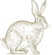hase.png